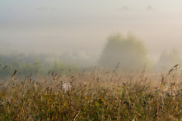 grass in the foggy morning