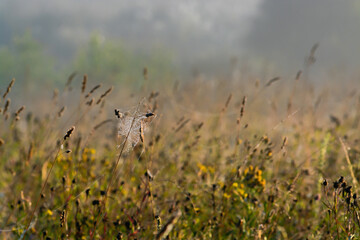 Obraz na płótnie Canvas web in grass in the foggy morning