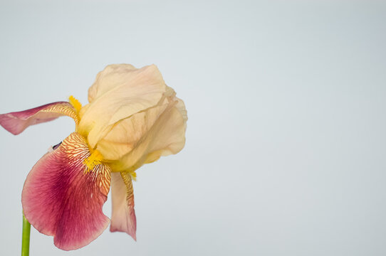 Closeup of drying irises isolated on a gray background with space for te