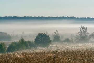 misty morning in the field