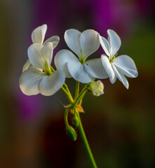 Obraz premium White flowers of pelargonium on a purple background.