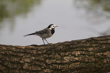 wagtail