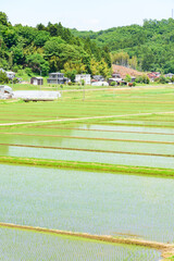 Obraz premium 宮城 小さな村の田植えの後