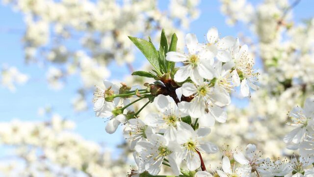 Spring background art with white cherry blossom