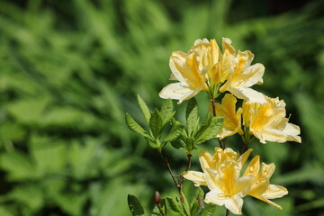 azalea in the sun