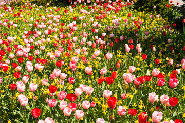flowerbed of colorful tulips in the Netherland