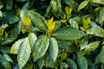 Gold Dust Plant - Aucuba japonica leaves