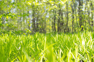 summer field with young grass