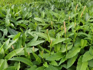 Polygonum bistorta, bistorta officinalis, spring garden. 