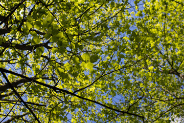 spring trees in the park