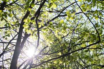 spring trees in the park