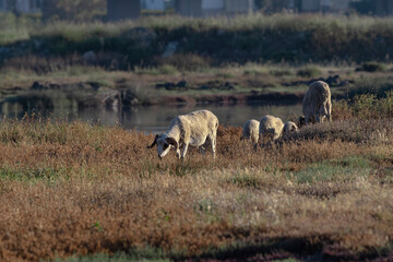 Naklejka na ściany i meble A family of sheep grazes in the meadow. Sheep, ram and lambs.