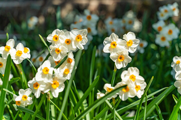 Flower bed with blooming daffodils. 
