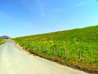 Obraz premium 菜の花咲く江戸川土手と坂道風景