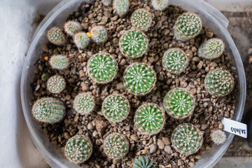 top view cactus in the garden
