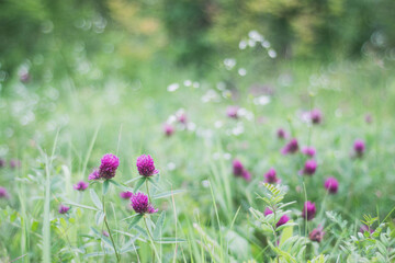 Obraz premium field of flowers
