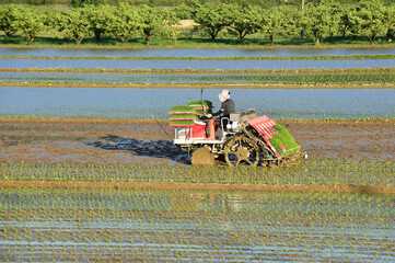 Fototapeta premium Korean farmer Planting of young rice plants in angang-eup, gyeongju-si, South Korea.