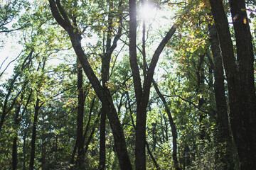 Obraz premium sun shining through the trees