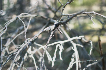 branches of a tree