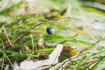 Obraz premium drop on the grass