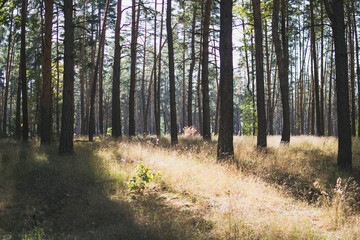 Fototapeta premium path in the woods