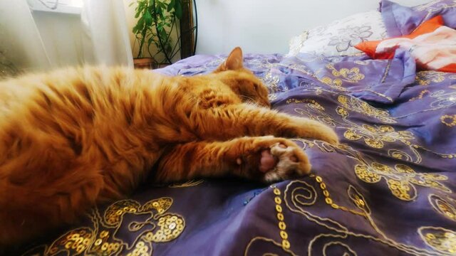 FPV camera approaches red british cat lying on bed. Owner loves their domestic animal