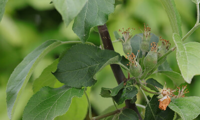 Apple tree branch after flowering.