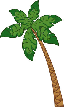 palm tree, coconut tree, trees for jungle. illustrator tree image