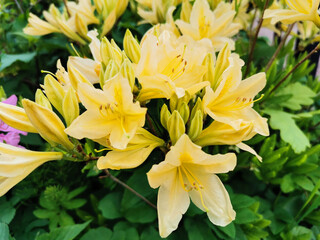 Yellow Japanese rhododendron (Latin: rhododendron japonicum (A. Gray) Suring var. aureum Wils) in the Botanical Garden of St. Petersburg.