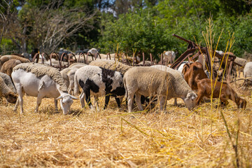 Obraz premium Herd of goats and sheep graze on the farm.