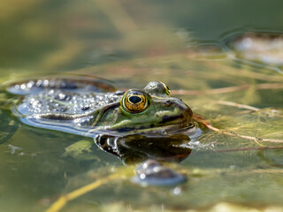 Frosch