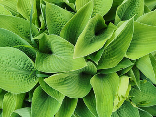 Heart-shaped slightly twisted green hosta leaves, top view, in the Botanical Garden of St. Petersburg.