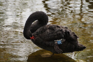 Fototapeta premium black swan on the lake