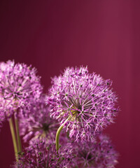 Beautiful allium flower against a purple background. Allium or Giant onion decorative plant on a floral theme banner.