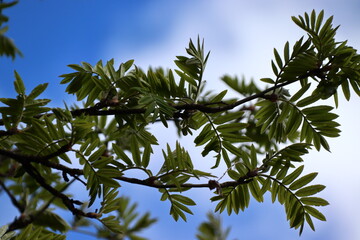 Frühlingserwachen