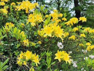 Flowers and buds of yellow rhododendron in the botanical garden of St. Petersburg.