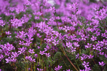 many small pink flowers grow in the park on a spring day side view
