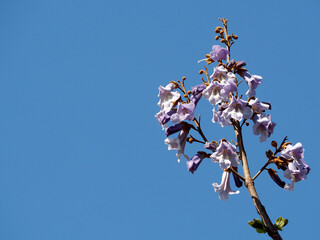branches on a jacaranda tree with large buds of lilacs grow against the blue sky. blue background