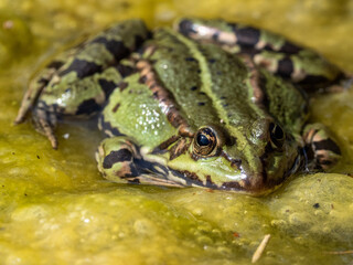 Frosch