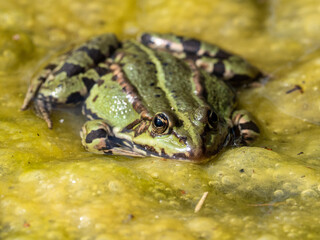 Frosch