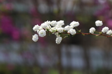 春の公園に咲くカスミソウの白い花