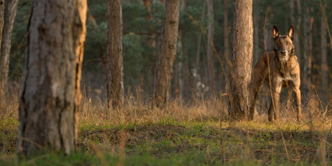 older cute malinois belgian shepherd working dog standing in a pine forest at sunset