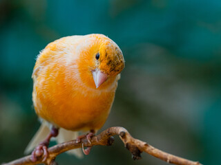 Vogel