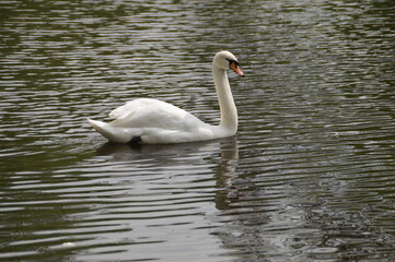 white swan on the lake