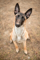 young malinois belgian shepherd working dog sitting and looking up at the camera