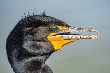 Portrait of double-crested cormorant (phalacrocorax auritus)	
