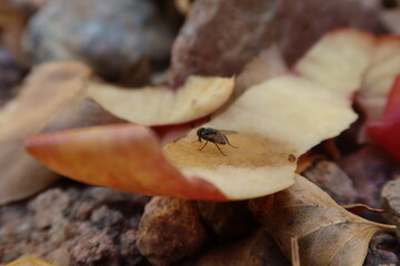 Fly on a piece of apple peel on the ground in the middle of gravel  and leaves in Saint Catherine in Sinai in Egypt