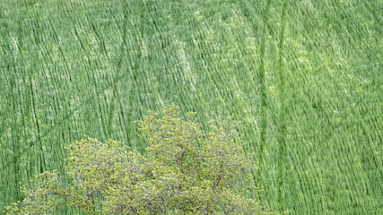 Paysage rural en Italie dans la région des Marches