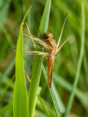 Libelle