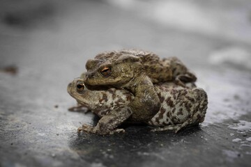 Isolated Toads mating on a slate floor